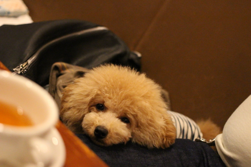f:id:elehnoah:20140602143218j:plain